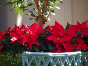 ポインセチアの花言葉 赤 ピンク 白 クリスマスフラワーの由来 季節お役立ち情報局