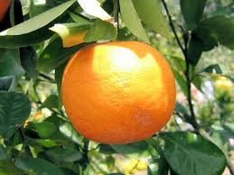 橙