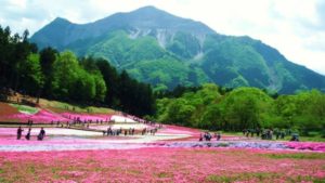 羊山公園　武甲山と満開の芝桜