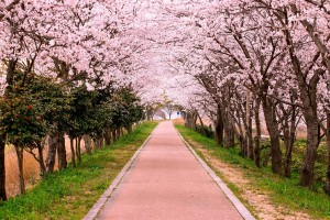 一本道の満開の桜並木