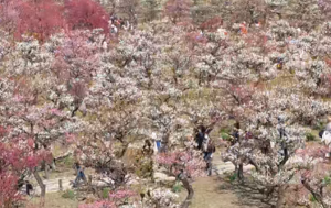 大阪城公園　満開の梅林