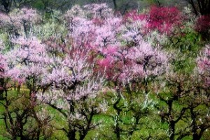 大阪城公園の満開の梅林