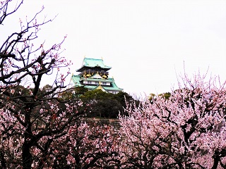 大阪城公園梅林22の見頃と開花 混雑やライトアップは 駐車場は 季節お役立ち情報局