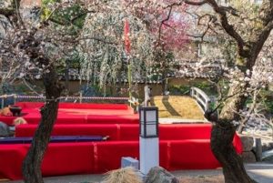湯島天神　桜と縁台