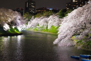 千鳥ヶ淵　桜のライトアップ