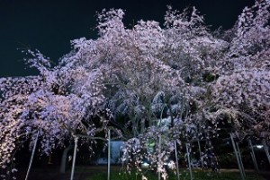 六義園　桜のライトアップ