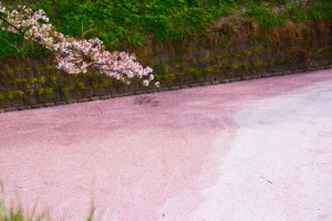 千鳥ヶ淵を埋めるピンクの花筏