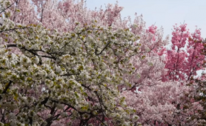 色とりどりの満開の桜