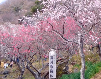 湯河原梅林21の見頃と開花 梅の宴やライトアップの時間は 屋台は 季節お役立ち情報局