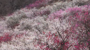 湯河原梅林　満開の梅