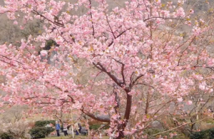 湯河原梅林　満開のピンクの梅