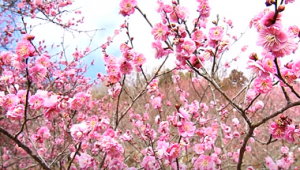 筑波山　満開のピンクの梅
