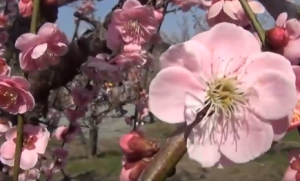 越生梅林　ピンクの梅の花