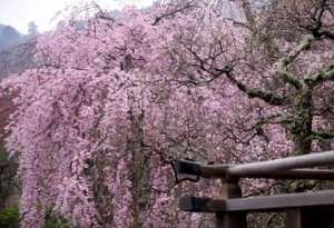 嵐山　天龍寺の満開のしだれ桜