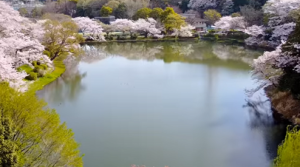 三ツ池公園　池を囲む満開の桜