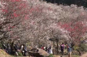 湯河原梅林　満開の梅と観光客