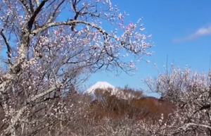 修善寺梅林と富士山