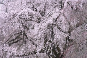満開の大きな枝垂れ桜