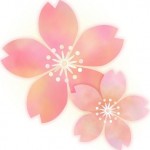 桜の花　イラスト