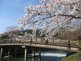 京都嵐山の桜21の見頃と開花 お花見スポットやライトアップは 駐車場は 季節お役立ち情報局