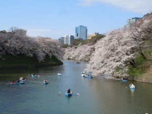 千鳥ヶ淵　ボートに乗って桜を楽しむ人達