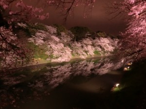 千鳥ヶ淵　桜のライトアップ
