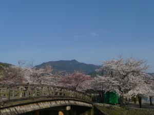 嵐山　渡月橋と桜