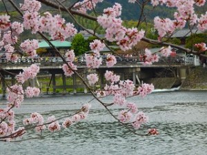 嵐山　桜と渡月橋
