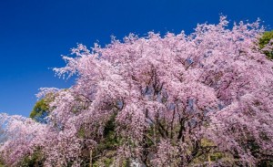 青空と満開の桜の大木
