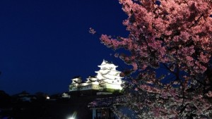ライトアップされた姫路城と桜