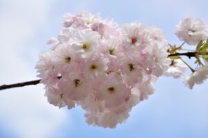 松月　桜