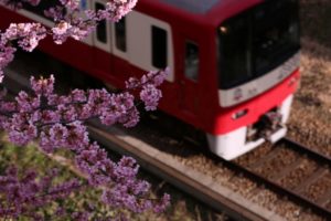 三浦海岸　桜と電車