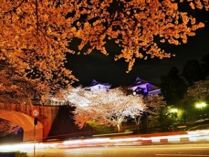 兼六園　桜と金沢城のライトアップ