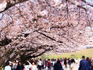 舞鶴公園　桜並木とたくさんの花見客