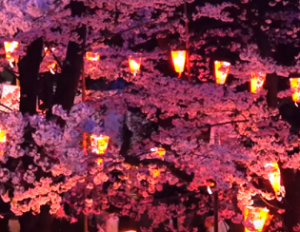 目黒川　ぼんぼりライトアップされた夜桜