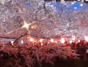 目黒川　夜桜とライトアップ