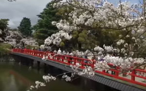 小田原城　学橋と桜