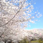 飛鳥山公園　満開の桜