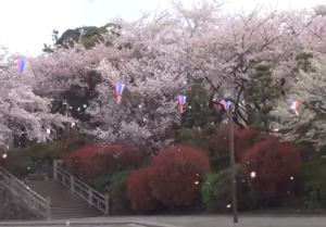 飛鳥山公園　満開の桜