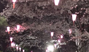 飛鳥山公園　桜とぼんぼりライトアップ