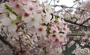 大岡川流域の桜の花