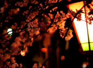 桜とぼんぼりライトアップ