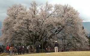 南阿蘇　満開の大桜