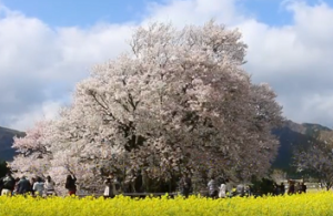 熊本一心行　満開の大桜と菜の花