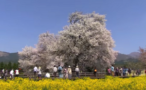 熊本　青空の下に咲く一心行の大桜と菜の花　多くの花見客