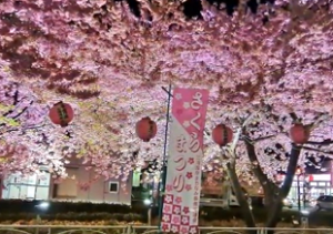 三浦海岸　河津桜のライトアップとさくらまつりののぼり