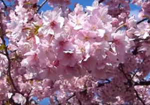 三浦海岸　満開の河津桜