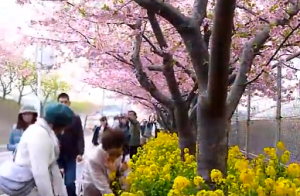 三浦海岸　河津桜と菜の花