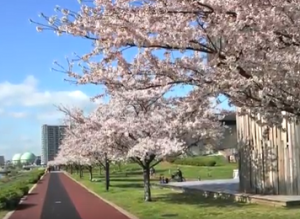隅田公園の桜並木
