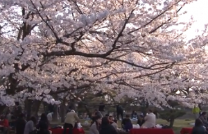 舞鶴公園　満開の桜とたくさんの花見客